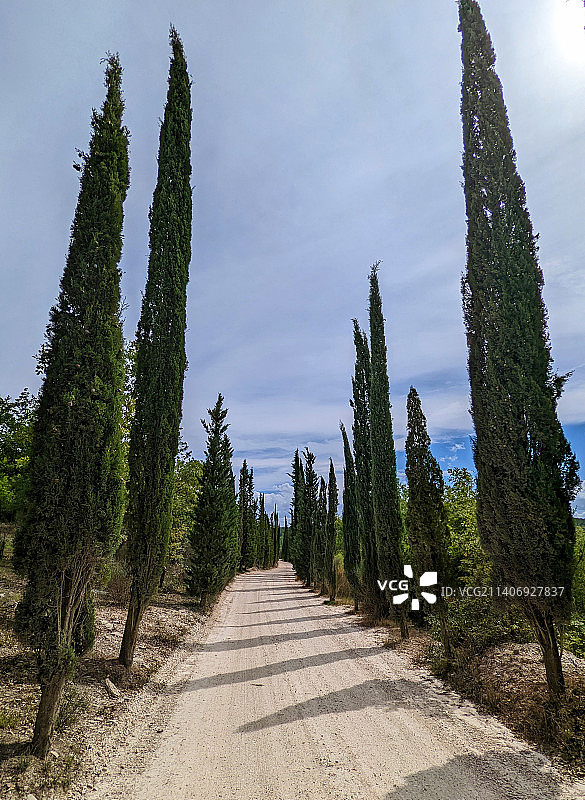 意大利，天空映衬下田野上树木的全景图片素材