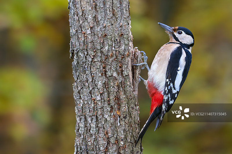 罗马尼亚，啄木鸟栖息在树干上的特写镜头图片素材