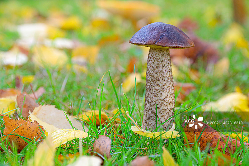 蘑菇在田间生长的特写图片素材
