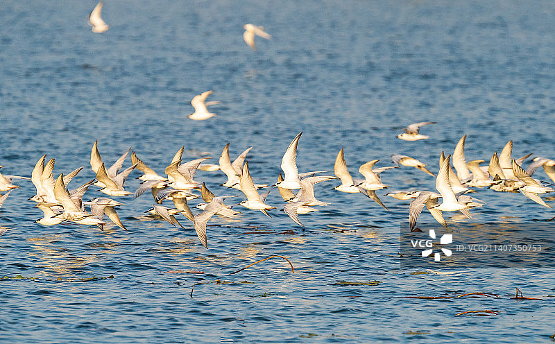 江苏苏州东山太湖的须浮鸥在迁徙前集训图片素材