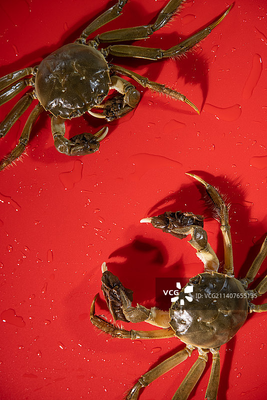 两只鲜活的大闸蟹,红色背景图片素材