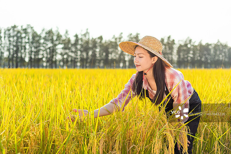 秋天金黄色稻田里的亚洲年轻女性图片素材