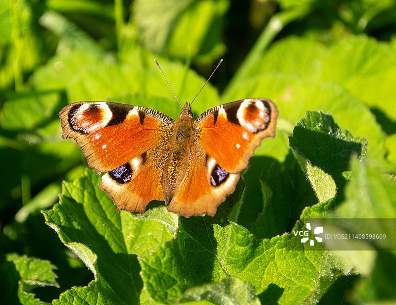 树叶上的蝴蝶，英国，英国图片素材