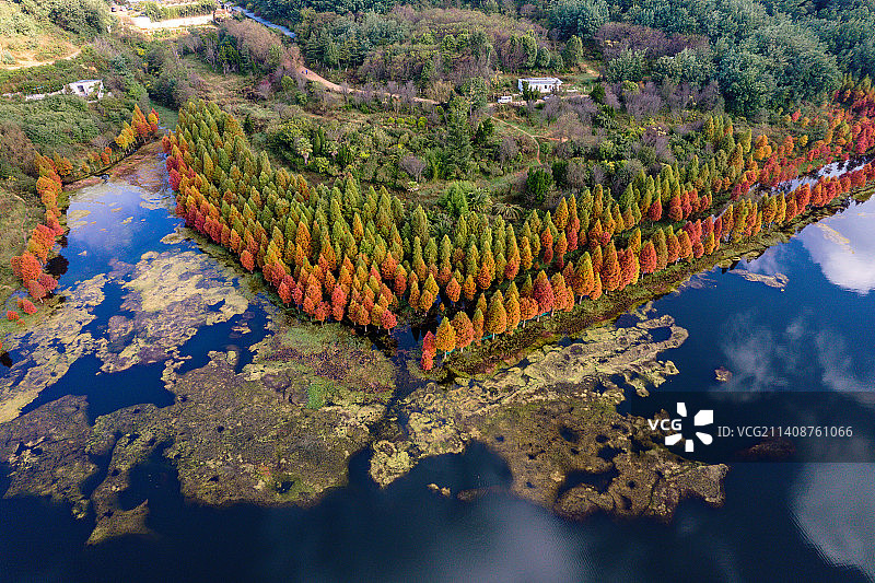 秋季多彩的水杉林，昆明三家村水库水杉图片素材