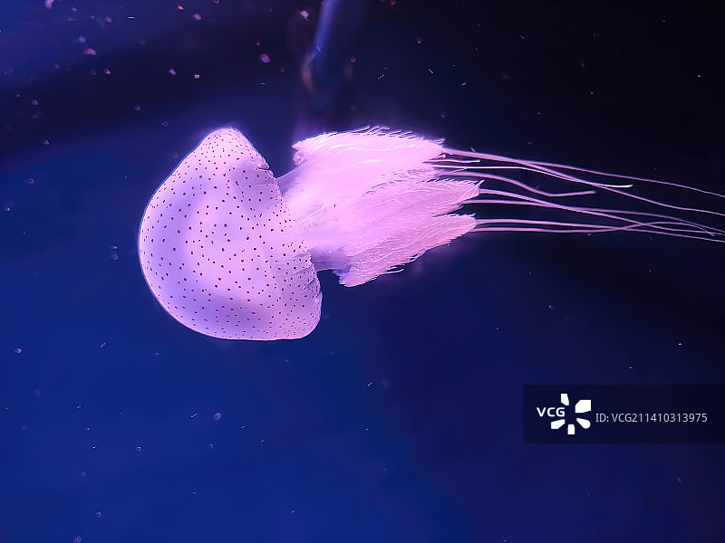 水母在海里游泳的特写镜头图片素材