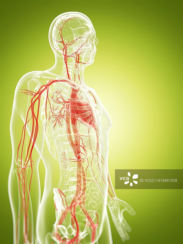 人体血管系统，艺术品图片素材