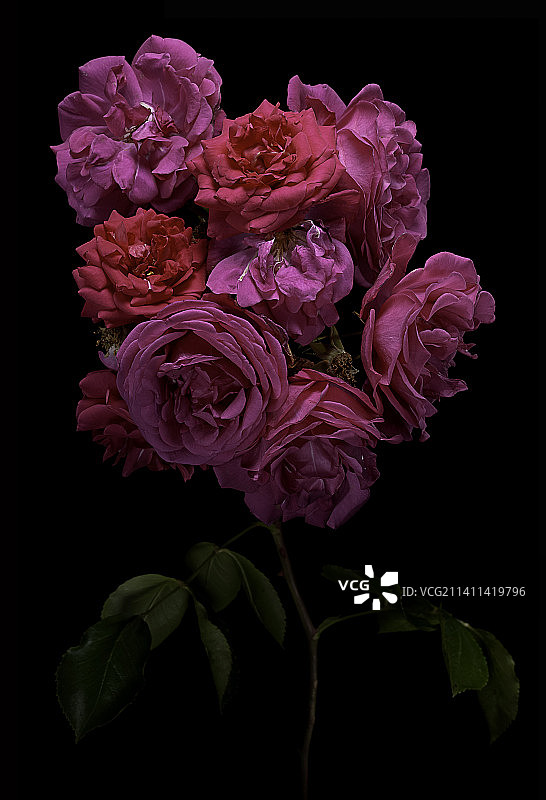 Rosa wichuraiana 'Windermere' （纪念玫瑰）图片素材