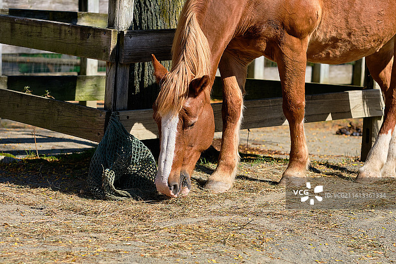 比利时牵马在农场的谷仓附近吃干草，纽约，美国图片素材