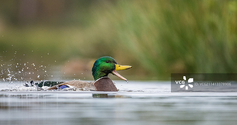 一只绿头鸭在湖中游泳的特写镜头，比利时图片素材