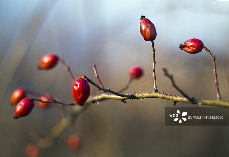 罗马尼亚，浆果在树上生长的特写图片素材