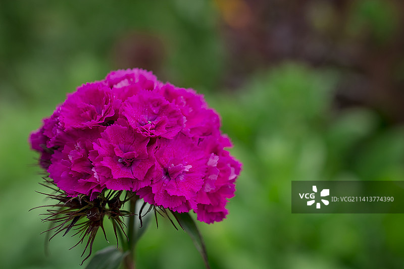 美丽甜美的威廉姆斯一种耐寒的二年生花卉在花园，英国，英国图片素材