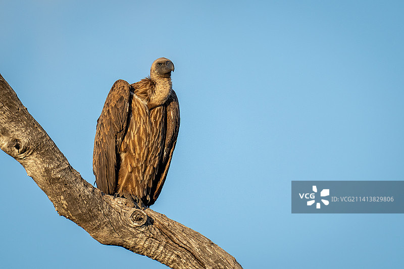 博茨瓦纳，阳光下死树上的白背秃鹰图片素材