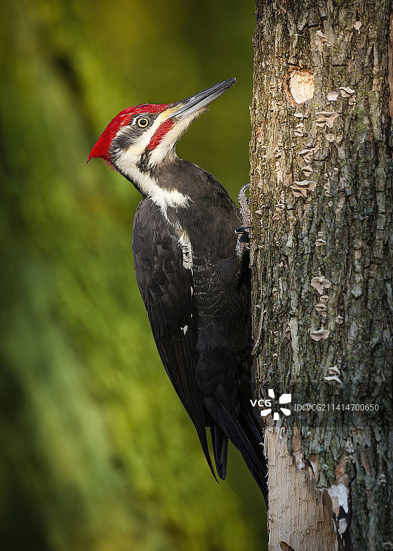 在美国威斯康辛州的清湖，栖息在树干上的冠状啄木鸟特写图片素材