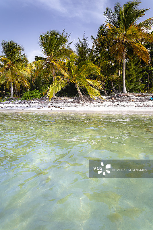 棕榈树和热带田园诗般的海滩在蓬塔卡纳，绿松石图片素材