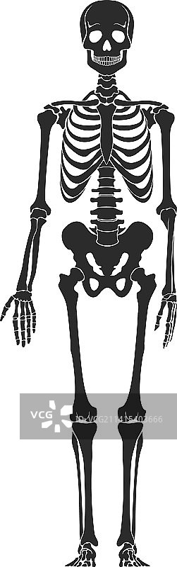 人体骨骼结构黑色骨架剪影图片素材