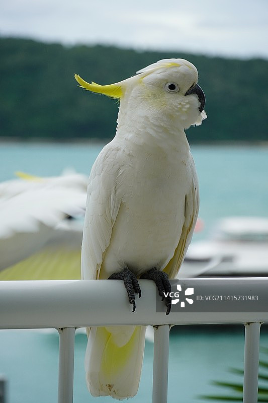 凤头鹦鹉栖息在栏杆上的特写镜头图片素材