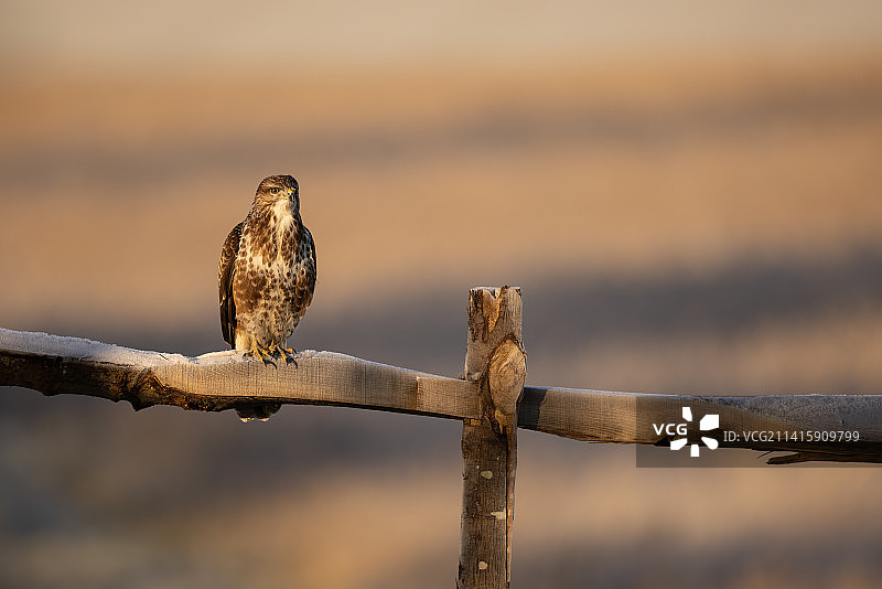 普通的秃鹰栖息在木栅栏上，在一个寒冷的早晨，背景是乡村，威尔特郡，英国，英国图片素材