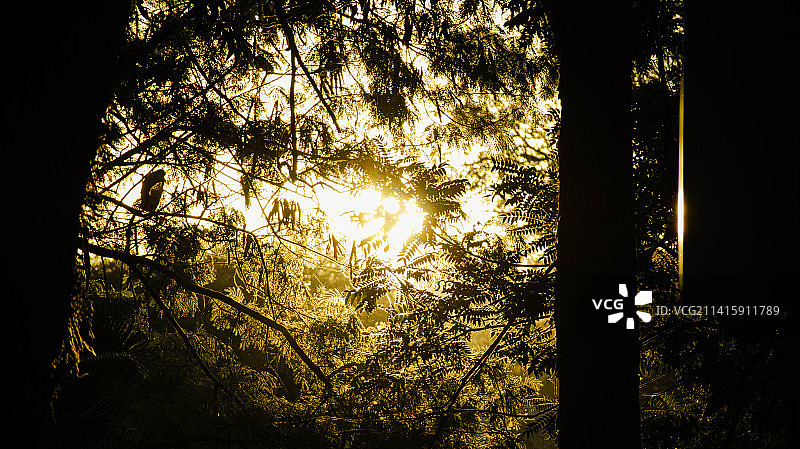 在巴西，日落时树木剪影的低角度视图图片素材