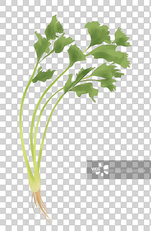 蔬菜农作物食物食材佐料配菜香菜芫荽插画图片素材