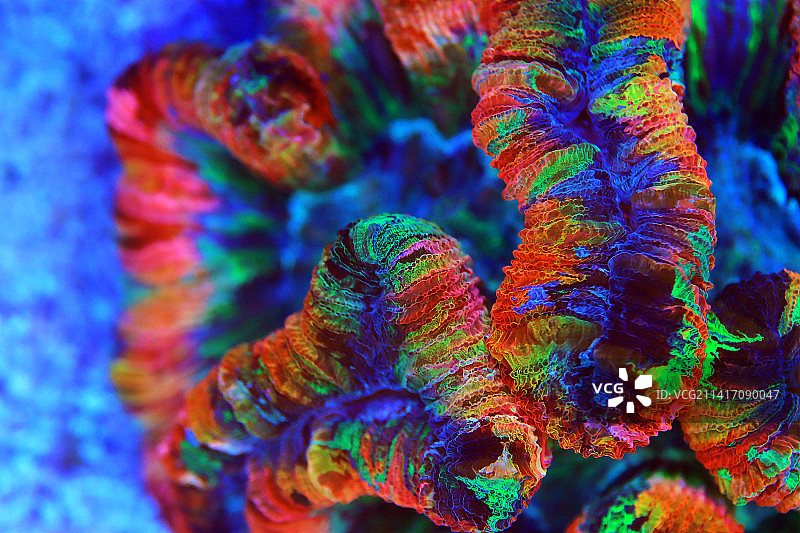 彩虹色开脑脂多糖珊瑚-辐射井杉，斯科普里，马其顿图片素材