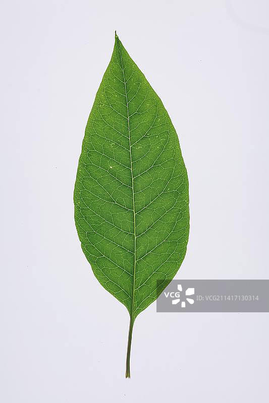 印度尼西亚，树叶在白色背景下的特写图片素材