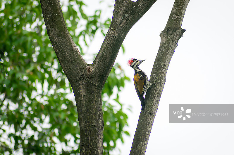 冠状啄木鸟在树枝上的森林背景图片素材