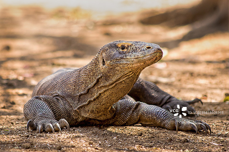 陆地上鬣蜥的特写，科莫多，印度尼西亚图片素材