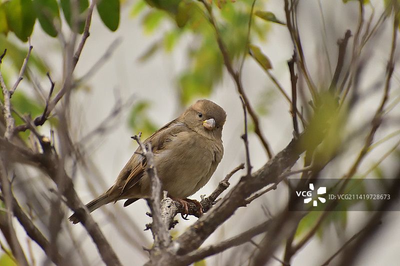 在土耳其巴巴罗斯的树枝上栖息的鸣禽特写图片素材