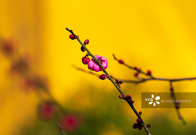 杭州灵隐寺的梅花图片素材