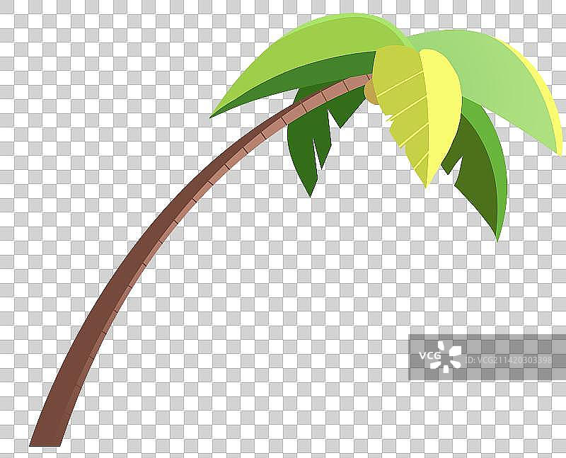 热带植物椰子树沙滩树木风景元素素材插画图片素材