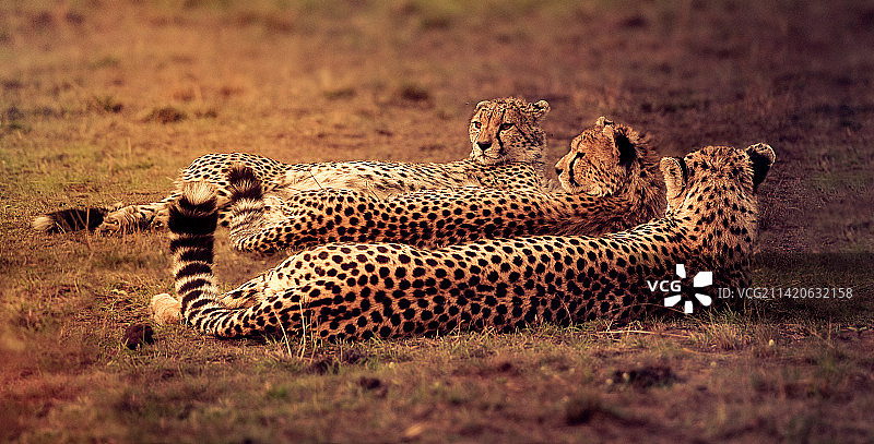 肯尼亚纳洛克，草地上的非洲猎豹侧面照片图片素材