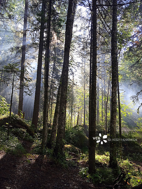 罗马尼亚的森林，黎明时分，雾气笼罩着树林图片素材