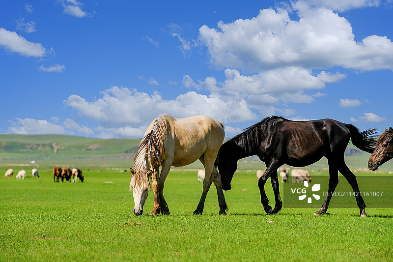草原上的马正在吃草图片素材