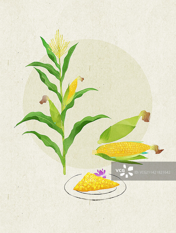 处暑玉米插画图片素材