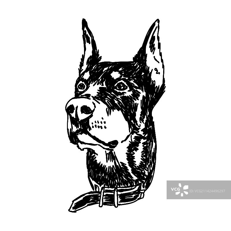 杜宾犬黑白头像的头部图片素材