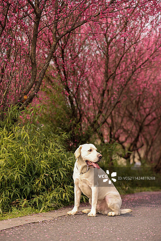 坐在梅花树下的拉布拉多寻回犬图片素材