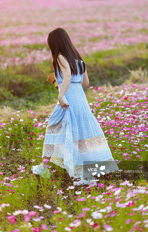 春天在格桑花田中游玩的亚洲女性图片素材