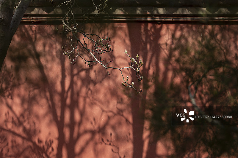 光影间含苞待放的玉兰花与红色宫墙图片素材