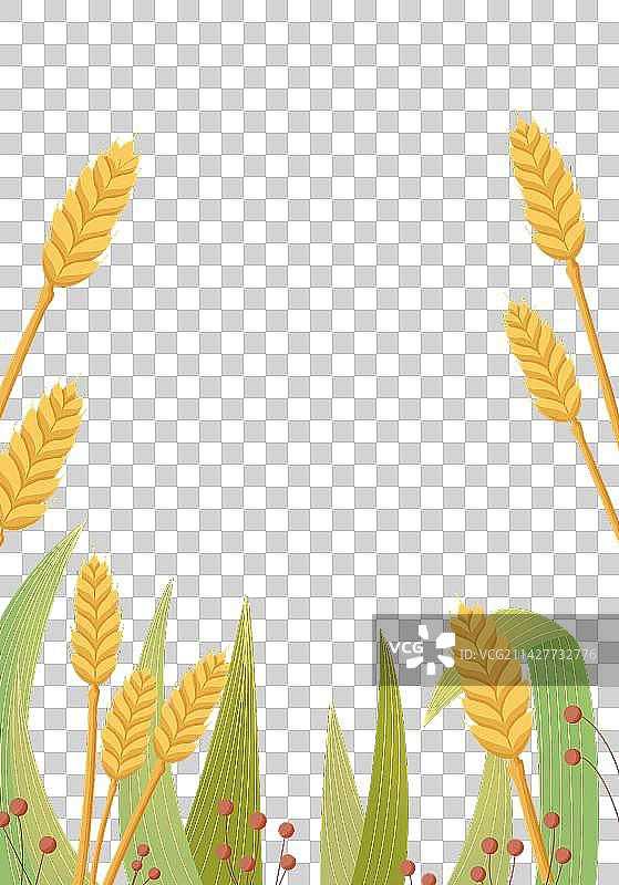 麦子免抠素材图片素材