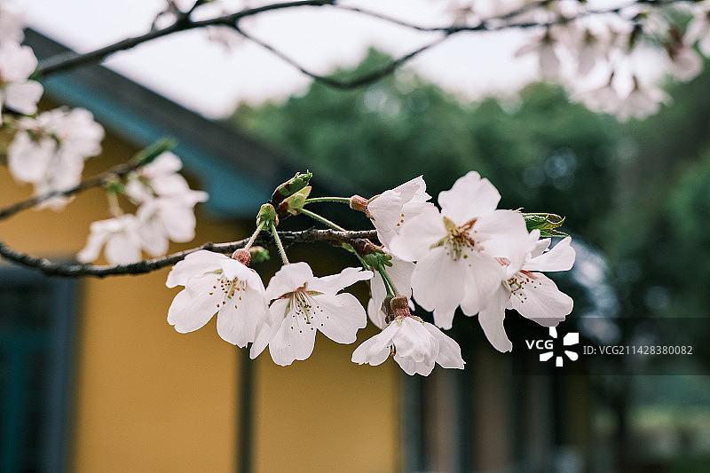 三月浙大华家池的樱花图片素材