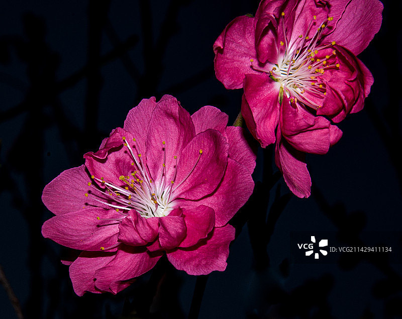 黑色背景下粉红色花朵的特写镜头图片素材