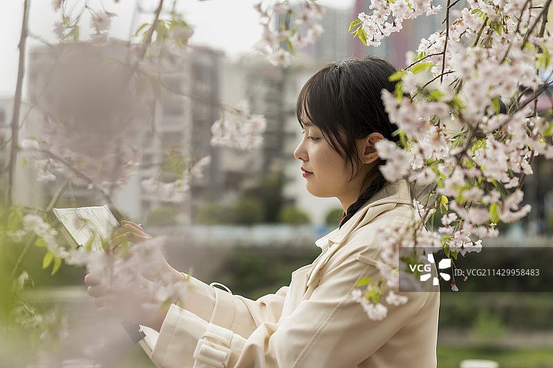一位美丽大学生在春天盛开的樱花树下写生图片素材