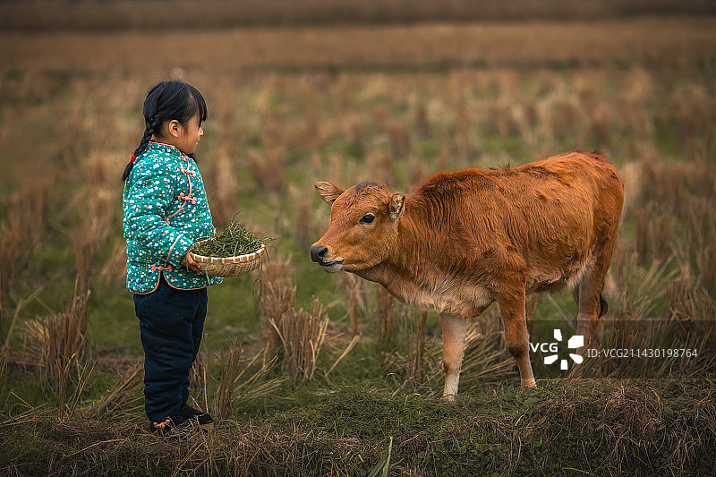 村里放牛的小女孩图片素材