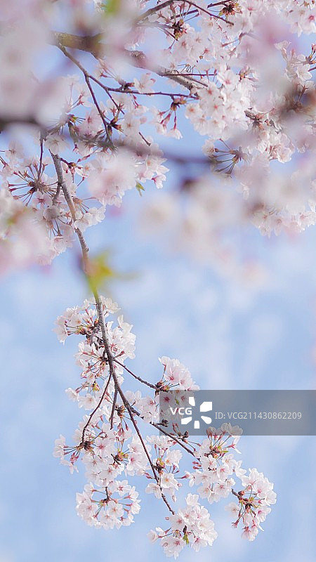 sakura 春日樱图片素材
