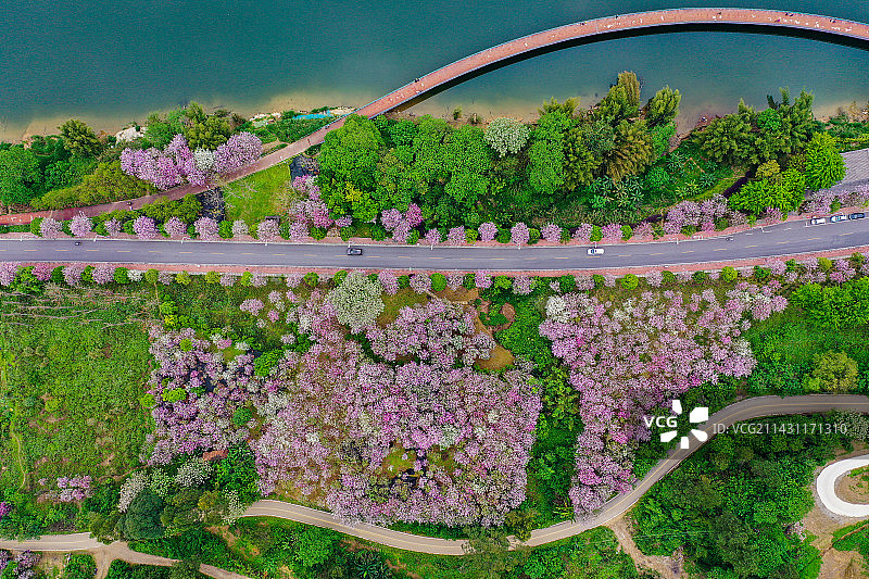 航拍广西柳州春季城市紫荆花海生态宜居风光图片素材
