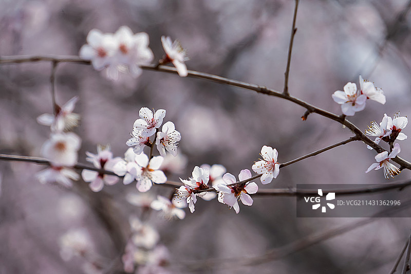 春季盛开的白色桃花特写图片素材