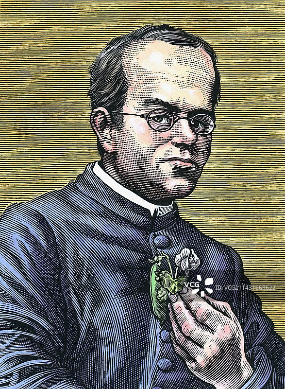 奥地利植物学家孟德尔。g图片素材