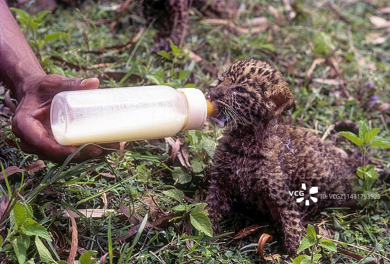 印度，亚洲，南印度，卡纳塔克邦，班迪普尔，一只20天大的豹子幼崽正在用妈妈留下的奶瓶喂奶图片素材