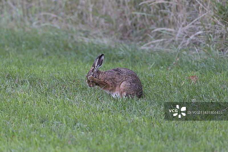 欧洲野兔(Lepus europaeus)坐在草地上清洁自己，野兔捂着眼睛，滑稽，巴伐利亚，德国，欧洲图片素材