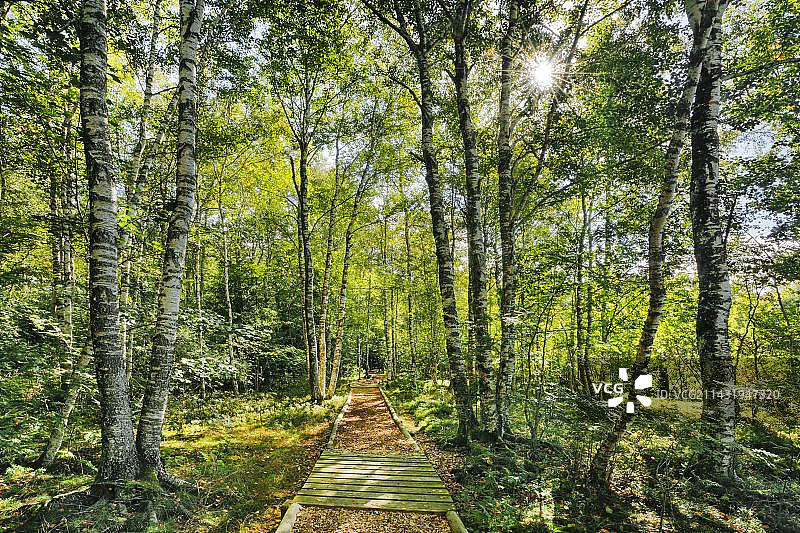 欧洲瑞士纳沙泰尔州Les Ponts-de-Martel附近的白桦林中的林间小径图片素材